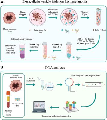 Extracellular vesicle DNA from human melanoma tissues contains cancer-specific mutations